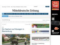 Bild zum Artikel: Harz - Ein Nashorn auf Abwegen in Blankenburg