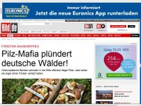 Bild zum Artikel: Kriminalität - Pilz-Mafiaplündert Wälder!