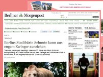 Bild zum Artikel: Tierschutz: Berlins Stadtbärin Schnute kann aus engem Zwinger ausziehen