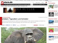 Bild zum Artikel: Kuriose Photoshop-Montagen: Gorillafant, Tigersittich und Schlolibri