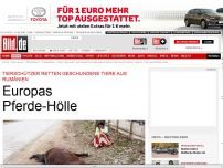 Bild zum Artikel: Tierschützer in Rumänien - Europas Pferde-Hölle