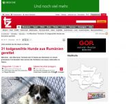 Bild zum Artikel: 31 todgeweihte Hunde aus Rumänien gerettet