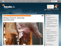 Bild zum Artikel: Billiges Fleisch, lebendig geschlachtet