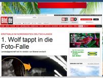 Bild zum Artikel: Nördlich von Bremen - Dieser Wolf tappt in die Foto-Falle