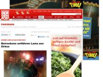 Bild zum Artikel: Kurzer Ausflug nach der Disco - Betrunkene entführen Lama aus Zirkus