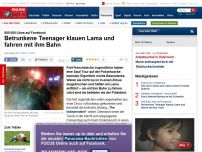 Bild zum Artikel: 800 000 Likes auf Facebook - Betrunkene Teenager klauen Lama und fahren mit ihm Bahn