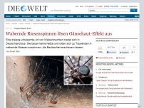 Bild zum Artikel: Eingeschleppte Arten: Wabernde Riesenspinnen lösen Gänsehaut-Effekt aus