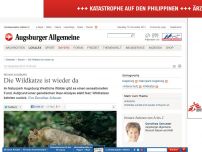 Bild zum Artikel: Region Augsburg: Die Wildkatze ist wieder da