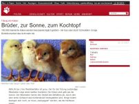 Bild zum Artikel: Tötung von Küken: Brüder, zur Sonne, zum Kochtopf