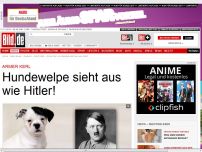 Bild zum Artikel: Armer Kerl - Hundewelpe sieht aus wie Hitler!