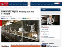 Bild zum Artikel: Empörung über gerupfte Kaninchen - H&M nimmt Angora-Kleidung aus dem Sortiment