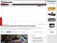 Bild zum Artikel: Happy End um 'Tascha': Wachkomajunge darf Kampfhund wohl behalten