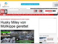 Bild zum Artikel: Schönste Tiergeschichte - Husky Miley von Müllkippe gerettet