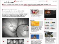 Bild zum Artikel: Bremerhavener Zoo freut sich über Eisbären-Baby