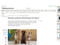 Bild zum Artikel: Sinn für das Erdmagnetfeld: Hunde pinkeln Richtung Nordpol