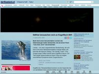 Bild zum Artikel: Natural High - Delfine berauschen sich an Kugelfisch-Gift
