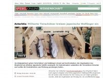 Bild zum Artikel: Antarktis: Militante Tierschützer kreisen japanische Walfänger ein