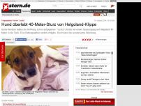 Bild zum Artikel: Totgeglaubter Terrier 'Lucky': Hund überlebt 40-Meter-Sturz von Helgoland-Klippe