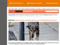 Bild zum Artikel: Bolivien: Hund trauert seit fünf Jahren um verstorbenes Herrchen