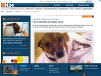 Bild zum Artikel: Das kleine Wunder von Helgoland - 
Hund überlebt 40-Meter-Sturz