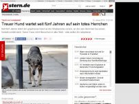 Bild zum Artikel: 'Hachi von Cochabamba': Treuer Hund wartet seit fünf Jahren auf sein totes Herrchen