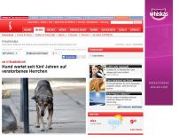 Bild zum Artikel: An Straßenecke - Hund wartet seit fünf Jahren auf verstorbenes Herrchen