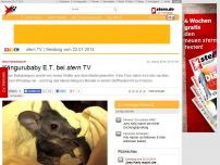 Bild zum Artikel: Nach Handaufzucht: Kängurubaby E.T. bei stern TV