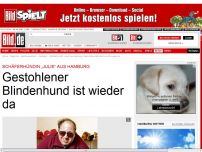 Bild zum Artikel: Schäferhündin „Julie“ - Blindenhund geklaut – jetzt ist er wieder da