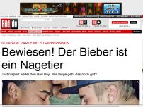 Bild zum Artikel: Party mit Stripperinnen - Bewiesen! Der Bieber ist ein Nagetier