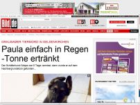 Bild zum Artikel: Grausamer Tiermord - Paula einfach in Regen-Tonne ertränkt