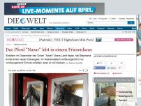 Bild zum Artikel: Mensch und Tier: Das Pferd 'Nasar' lebt in einem Friesenhaus