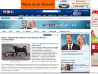 Bild zum Artikel: Dieses Video berührt Mexiko Hund will toten Freund wiederbeleben