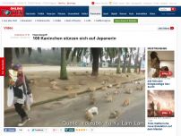 Bild zum Artikel: Flauschangriff - 100 Kaninchen stürzen sich auf Japanerin