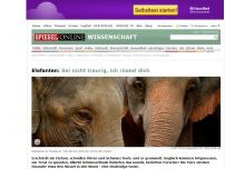Bild zum Artikel: Elefanten: Sei nicht traurig, ich rüssel dich