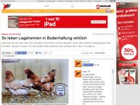 Bild zum Artikel: Billigeier vom Discounter: So leben Legehennen in Bodenhaltung wirklich