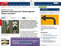 Bild zum Artikel: Haftstrafe von einem Jahr - Dresdner ließ Hund auf 'ekelerregende Weise verenden'