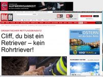 Bild zum Artikel: Hunderettung - Cliff, der Rohrtriever!