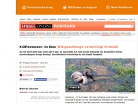 Bild zum Artikel: Kräftemessen im See: Würgeschlange verschlingt Krokodil