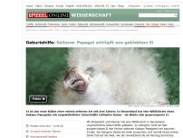 Bild zum Artikel: Geburtshilfe: Seltener Papagei schlüpft aus geklebtem Ei