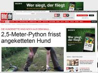 Bild zum Artikel: Attacke in Australien - 2,5-Meter-Python statt Hund an der Kette