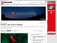 Bild zum Artikel: Kurioses Kunstwerk: Wirklich, das ist kein Papagei!