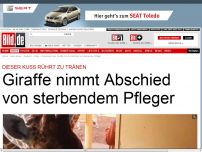 Bild zum Artikel: Rührender Kuss - Giraffe nimmt Abschied von sterbenden Pfleger