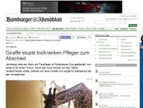 Bild zum Artikel: Rotterdam: Giraffe stupst todkranken Pfleger zum Abschied