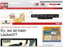 Bild zum Artikel: Das Leckerli-Vdieo - Zauberer treibt Hunde in den Wahnsinn