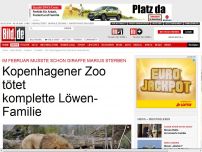 Bild zum Artikel: Nach Giraffe „Marius - Kopenhagener Zoo tötet komplette Löwen-Familie