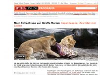Bild zum Artikel: Nach Schlachtung von Giraffe Marius: Kopenhagener Zoo tötet vier Löwen