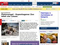 Bild zum Artikel: Nach Giraffentod - Platzmangel - Kopenhagener Zoo tötet vier Löwen