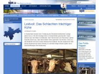 Bild zum Artikel: Leidvoll: Das Schlachten trächtiger Kühe