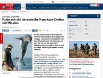 Bild zum Artikel: Zum Töten abgerichtet - Putin schnappt sich ukrainische Kamikaze-Delfine