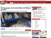 Bild zum Artikel: Schlag gegen die Hunde-Mafia: 43 Welpen gerettet